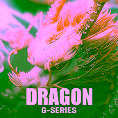 Dragon - GFG Slot Game at 77PH